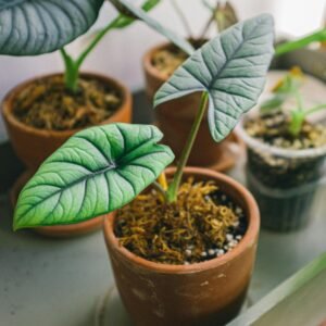 Close-up of decorative indoor plants in clay pots, highlighting vibrant green leaves, perfect for home gardening enthusiasts.